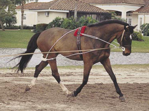 Paardenwinkel.be - Pessoa Training