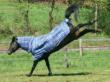 Horseware rhino plus
