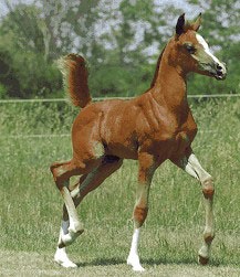 foal_2 foal_2