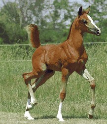 foal_2