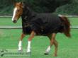 Bucas irish turnout fn black gold 9807 