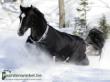 Paardenwinkel.be bucas smartex turnout black